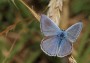 Blue-butter Common Blue -poluomuatus Icarus